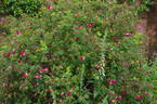 <i>Rosa spinosissima</i> 'Single Cherry' rose photo