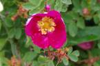 <i>Rosa spinosissima</i> 'Single Cherry' rose photo