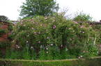 <i>Rosa canina</i> 'hibernica' rose photo