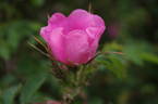 <i>Rosa canina</i> 'hibernica' rose photo