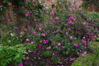 Morlettii rose photo