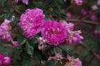 Morlettii rose photo