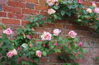 Climbing Lady Waterlow rose photo