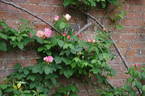 Climbing Lady Waterlow rose photo