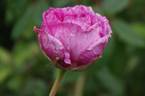 Tour de Malakoff (centifolia, Pastoret/Soupert rose photo