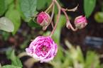 Tour de Malakoff (centifolia, Pastoret/Soupert rose photo