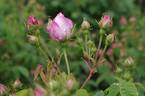 Duchesse d'Angoulême rose photo