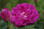 Amadis rose photo