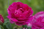Amadis rose photo