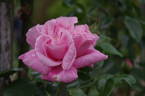 Alida Lovett rose photo