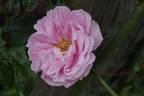 Alida Lovett rose photo