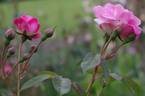 Fellemberg rose photo
