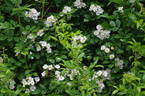 <i>Rosa multiflora</i> rose photo