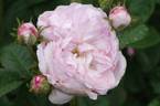 Prolifera de Redouté rose photo
