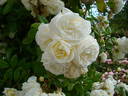 Madeleine Seltzer rose photo