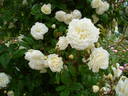 Madeleine Seltzer rose photo