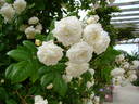 Madeleine Seltzer rose photo