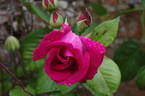 Ards Rover rose photo