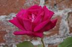 Ards Rover rose photo