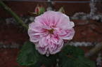 Souvenir de Madame Auguste Charles rose photo