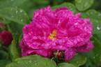 Marbrée rose photo