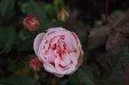 Pink Gruss an Aachen rose photo