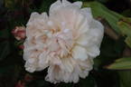 Pink Gruss an Aachen rose photo