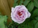 Sissi Clg rose photo