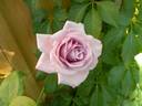 Sissi Clg rose photo