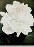 Albâtre peony photo