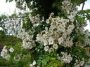 R. mulliganii rose photo