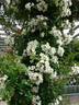 R. mulliganii rose photo