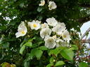 R. mulliganii rose photo
