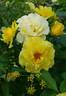 Adson von Melk rose photo