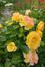 Adson von Melk rose photo