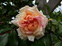 E. Veyrat Hermanos rose photo
