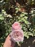 Mystic Beauty rose photo