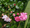 Appleblossom Flower Carpet rose photo
