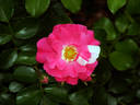 Appleblossom Flower Carpet rose photo