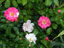 Appleblossom Flower Carpet rose photo