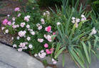 Appleblossom Flower Carpet rose photo