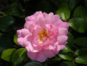 Appleblossom Flower Carpet rose photo