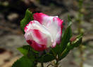 Candy Cane Cocktail™ rose photo