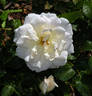 Champagne Wishes rose photo