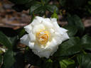 Champagne Wishes rose photo
