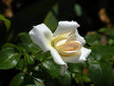 Champagne Wishes rose photo