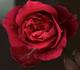 BR5-03 rose photo