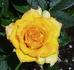 Canyon Cupido rose photo