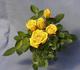 Sweet Diana rose photo