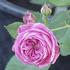 Madame Nérard rose photo